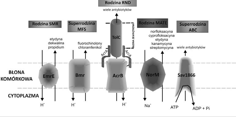 300 K. KRYSTA, S. SU OWICZ, Z. PIOTROWSKA-SEGET oraz trzech rodzin: SMR (Small Multidrug Resistance), MATE (Multidrug And Toxic Compound Extrusion) i RND (Resistance-Nodulation-Cell Division) (ryc.1).