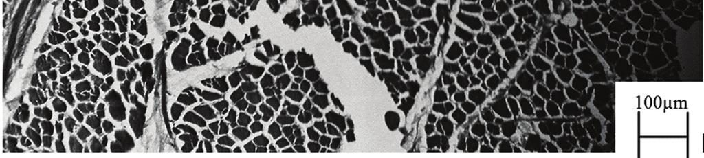 Structure of wild boar muscle stored at near cryoscopic temperature for 14