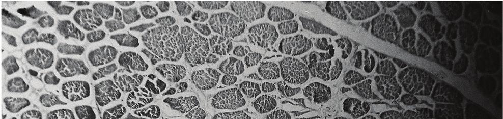 Structure of wild boar muscle stored in a frozen state for 28 days,