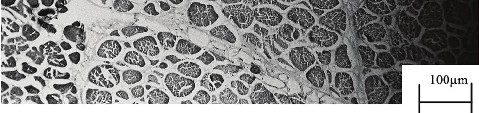 Structure of pig muscle stored in a frozen state for 28 days, the