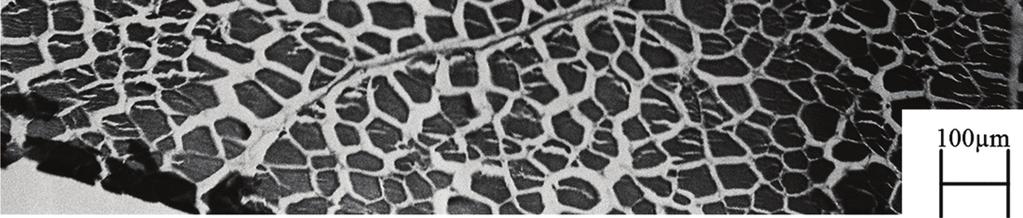 Structure of wild boar muscle stored at near cryoscopic temperature