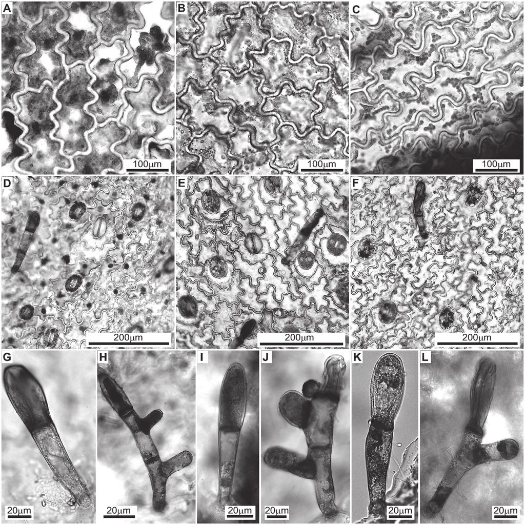 42 Edyta-M.-Gola,-Ewa-Szczê niak 42 Fig. 1. Micromorphology of the leaf epidermis in the taxa studied of the Polypodium vulgare complex. A, D, G, H Polypodium vulgare L., B, E, I, J P.