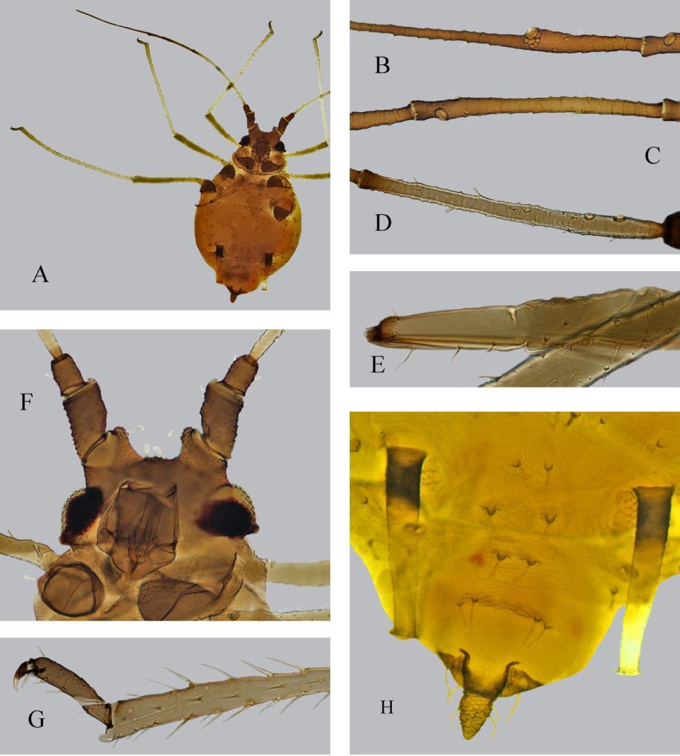 Mszyca paprociowa Idiopterus nephrelepidis Davis Fot. 2.