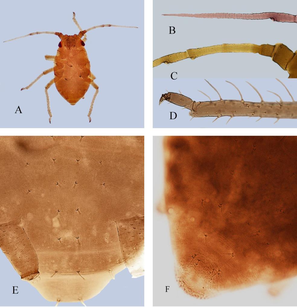 Mszyca paprociowa Idiopterus nephrelepidis Davis Fot. 4. Mszyca paprociowa larwa: A ciało, B V człon czułka, C I-IV człon czułka, D stopa, E syfony, F płytka analna (fot. G. Łabanowski) Photo 4.