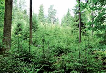 Stosowane na szeroką skalę w naszym nadleśnictwie metody naturalnego odnawiania lasu, w których wykorzystuje się siły przyrody do odtwarzania ekosystemów leśnych, pozwalają na wyhodowanie trwałych i