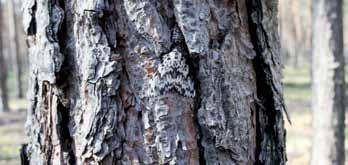 6 Ochrona lasu Głównym gatunkiem lasotwórczym na terenie nadleśnictwa jest sosna pospolita (87,9% udziału) w tle pozostawiając gatunki liściaste takie jak olsza czarna, dąb szypułkowy, brzoza