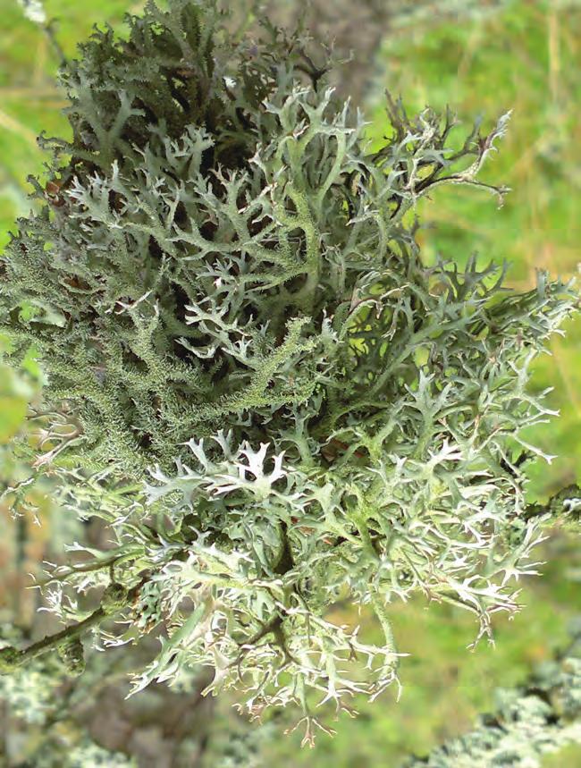 Izydia mąklika otrębiastego Pseudevernia furfuracea ( P. Grochowski) oraz w powiększeniu ( R.