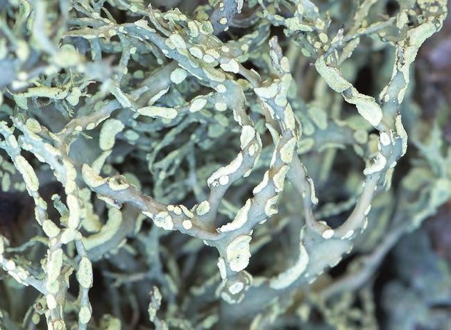 Soralia odnożycy mączystej Ramalina farinacea ( R.