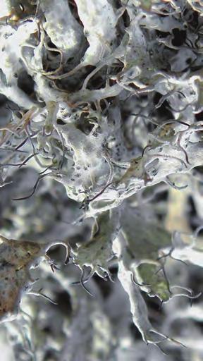 Obrostnica rzęsowata Anaptychia ciliaris plecha listkowato-krzaczkowata, szara, czasem brunatniejąca o wąskich odcinkach wielokrotnie porozgałęzianych. Na brzegach odcinków długie rzęski.