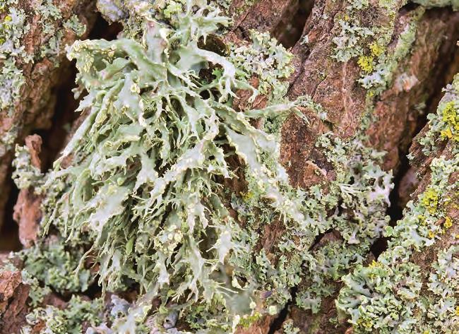 Odnożyca kępkowa Ramalina