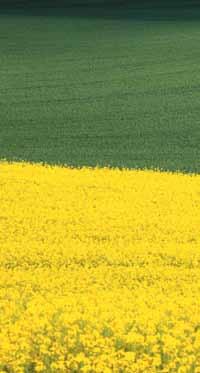 Chwasty odporne: rośliny dwuliścienne.