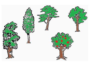 Esercizio 1. Piantiamo i vegetali (10 punti) Il diagramma mostra il cambiamento d altezza di due vegetali piantati lo stesso giorno.