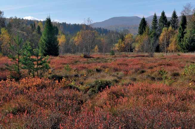Roślinność torfowisk w Bieszczadzkim Parku Narodowym 163 element nie tylko przyrody, ale również krajobrazu bieszczadzkiej krainy dolin (Ryc. 2).
