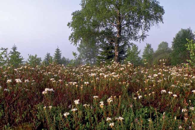 166 Ryc. 4. Kontynentalny mszar bagienny z łanowo kwitnącym bagnem zwyczajnym. Fig. 4. Continental moss bog with mass flowering marsh tea.