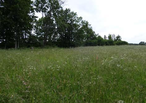 Zbiorowiska roślinne obszaru Natura 2000 PLH020033 Czarne Urwisko koło Lutyni... 51 Fot 4. Poo-Trisetetum flavescentis w obszarze Czarne Urwisko koło Lutyni (fot. K. Świerkosz, 18.06.2014). Phot. 4. Poo-Trisetetum flavescentis in the Czarne Urwisko koło Lutyni Natura 2000 site (fot.