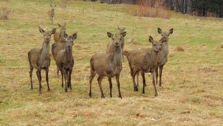 Ssaki kopytne Przedstawicielami ssaków kopytnych w Karkonoszach są: jeleń szlachetny Cervus elaphus, sarna Capreolus capreolus, dzik europejski Sus scrofa oraz muflon Ovis musimon.