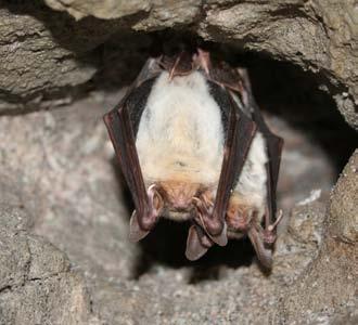 Natterera Myotis nattereri borowiaczek Nyctalus leisleri karlik większy Pipistrellus nathusii gacek szary