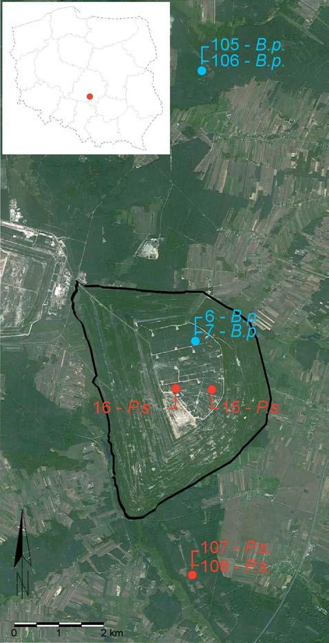 Ryc. 1. Lokalizacja powierzchni badawczych na zwałowisku zewnętrznym KWB Bełchatów (brzoza B.p.: 6 i 7, sosna P.s.: 15 i 16) oraz przylegających terenach leśnych (B.p.: 105 i 106, P.s.: 107 i 108) Fig.