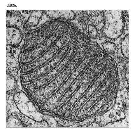 Wydział Chemiczny Politechniki Gdańskiej Katedra Technologii Leków i Biochemii Biochemia - laboratorium Izolacja mitochondriów z komórek eukariotycznych Ćwiczenie i instrukcję przygotował: dr inż.