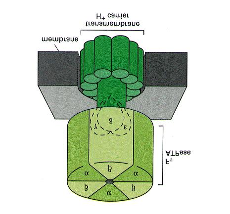 Mitochondrium zbudowane jest z układu podwójnych błon (zewnętrznej i wewnętrznej), które dzielą tę organellę na dwa obszary funkcjonalne: przestrzeń międzybłonową i macierz mitochondrialną.