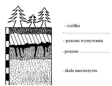 a) Wpisz na rysunku brakujące nazwy poziomów glebowych. b) Podaj nazwę typu genetycznego gleby przedstawionej na profilu oraz nazwę strefy klimatycznej, w której te gleby występują.