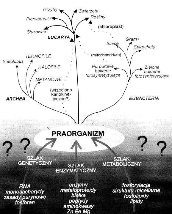 BIOGENEZA I WCZESNA EWOLUCJA śycia