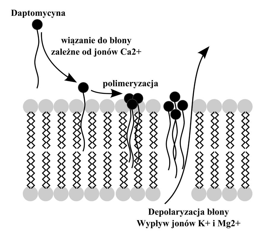 Nowe i stare antybiotyki 115 Podstawową grupą antybiotyków zaburzających syntezę DNA są chinolony (Tabela 1) i ich pochodne takie jak fluorochinolony (II i III generacja leków) i