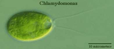 Chlorella forma jednokomórkowa, nieruchliwa, Zielenice posiada