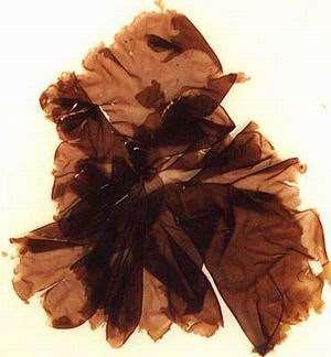 Oprócz chlorofilu, zawierają barwniki brunatnoczerwone i stąd pochodzi ich barwa.