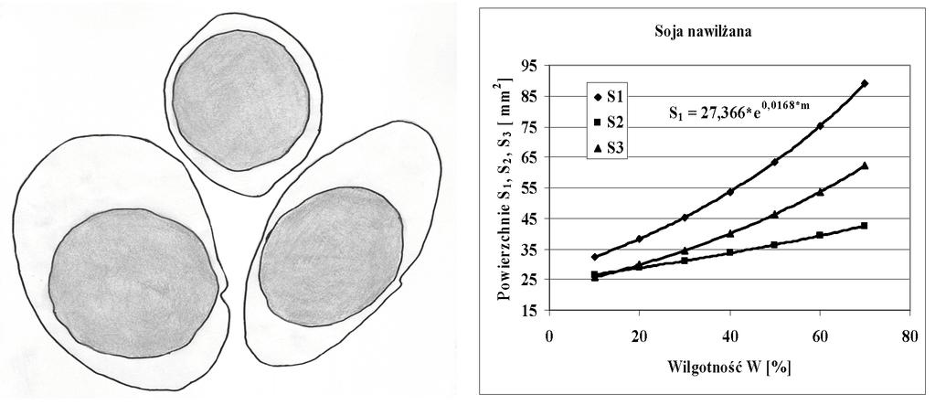 Dynamia przyrstów pwierzchni rzutów prstpadłych ziarna si w funcji jeg wilgtnści Dynamics f sybean grain rthgnal prjectin area increment in functin f its humidity Ziarn nawilżane Przy