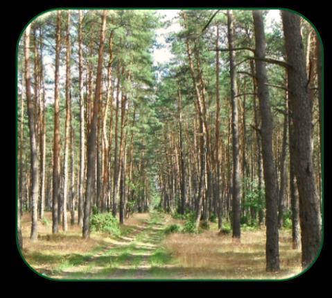 Występowanie pożarów Czynniki drzewostanowe Czynniki klimatyczne Czynniki