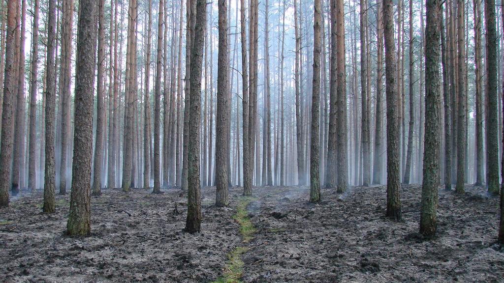 Ryzyko potencjalne Liczba pożarów i powierzchnia spalona oraz średnia