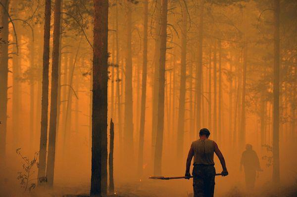 Konsekwencje pożarów lasu W latach 2014-2015 wskutek pożarów lasu i terenów