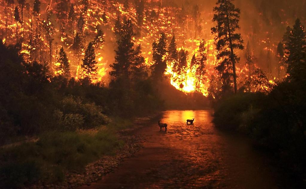 Wstęp Pożar lasu jest to niekontrolowany proces spalania w