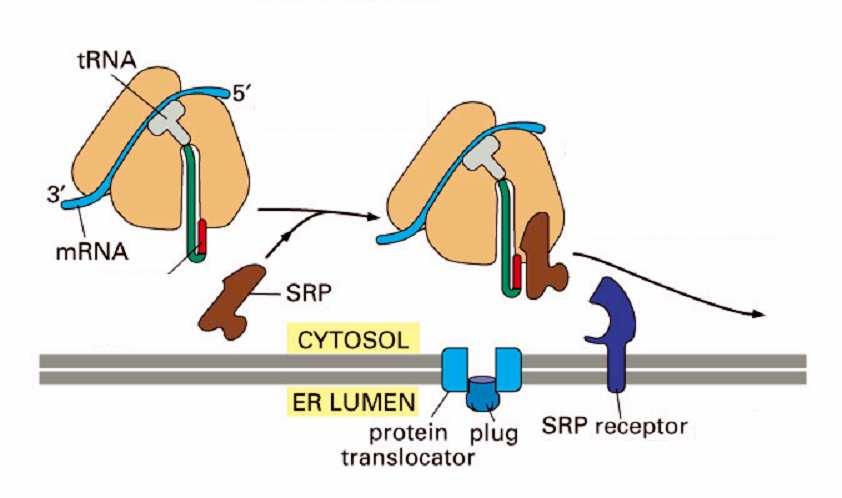 Kotranslacyjne przemieszczanie białka do światła ER SRP połączenie SS i