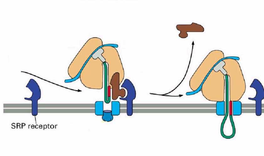 Kotranslacyjne przemieszczanie białka do światła ER przeniesienie kompleksu do błony i związanie SRP ze swoistym receptorem odłączenie SRP od SS