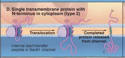 Kotranslacyjne przemieszczanie białek do błony ER Białko