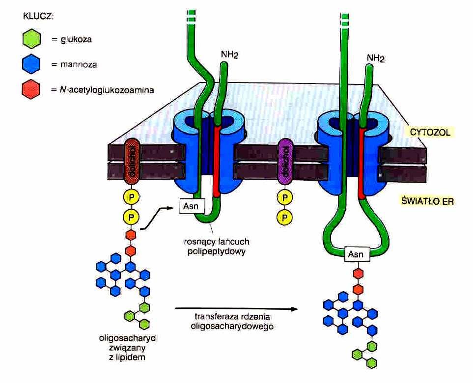 Siateczka śródplazmatyczna glikozylacja białek synteza oligosacharydów - cytoplazmie oligosacharyd (2 + 5) -dołączenie do