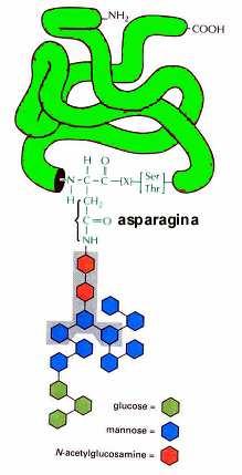 glikozylacja białek glikozylacja na asparaginie obecnej w sekwencji Asn-X- Thr lub Asn-X- Ser oligosacharyd prekursorowy (drzewko z 14 cukrów ) dołączany do większości białek w błonach