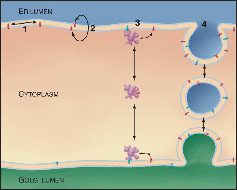 Siateczka śródplazmatyczna Biosynteza i transport lipidów specyficzne białka