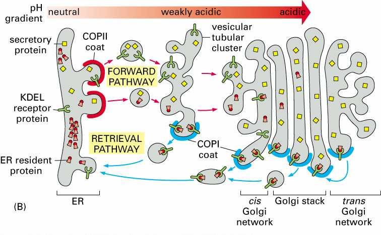segregacja białek transport pęcherzykowy zwrotny do ER Sygnał retencji (pozostawania) Białka