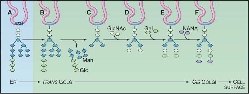 Aparat Golgiego funkcje modyfikacje reszt cukrowych glikoprotein i glikolipidów wiązanie N-glikozydowe: -Asn- 14 cukrowy