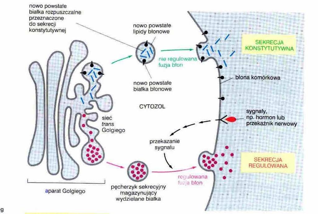 transport pęcherzykowy białek sekrecyjnych i do błony komórkowej
