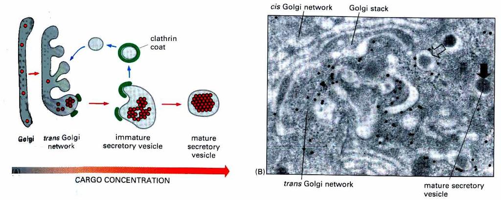 formowanie pęcherzyka sekrecyjnego Immature vesicle clathrin - segregacja i agregacja białek wydzielniczych - niedojrzałe pęcherzyki