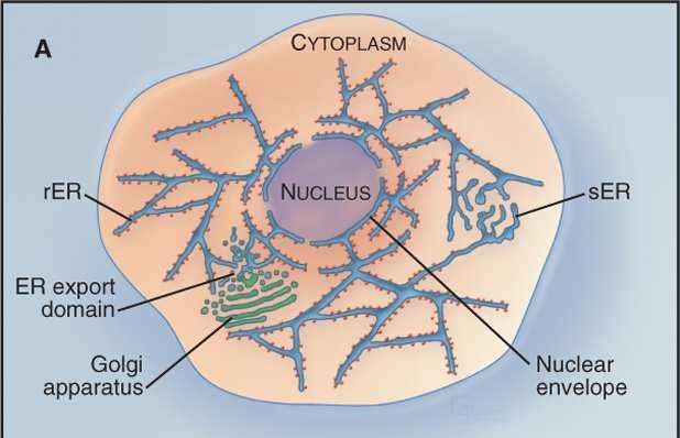 Siateczka śródplazmatyczna regiony funkcjonalne synteza i fałdowanie białek; degradacja białek synteza steroidów