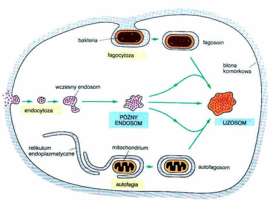 Lizosomy drogi prowadzące do degradacji w