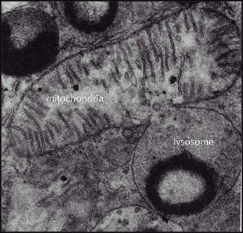 Lizosomy- degradacja organelli komórkowych otoczenie błoną obumarłej organelli