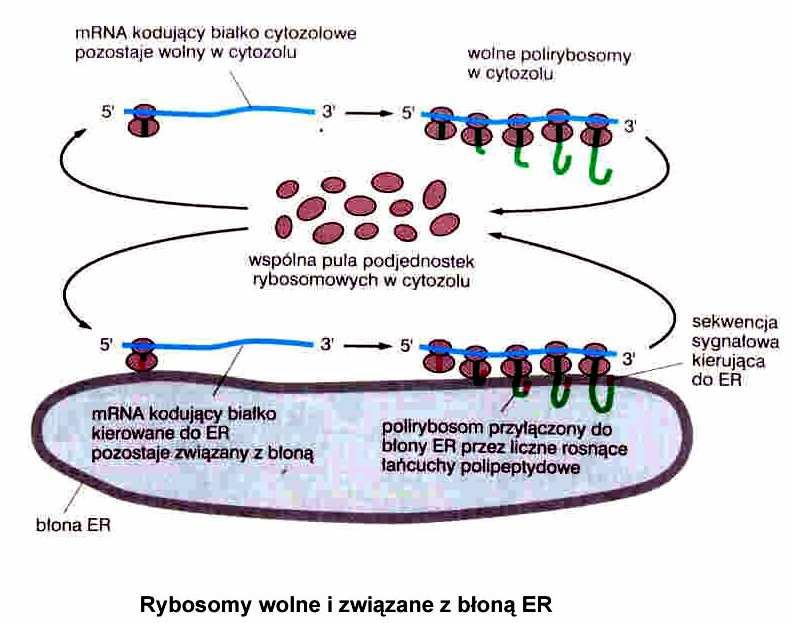 Translacja i transport białek transport
