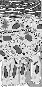 keratynocyty, migrują od podstawy naskórka do jego