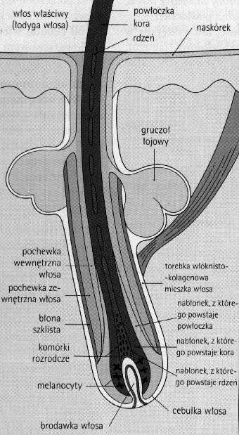 kapilarami, otoczona przez - macierz (komórki